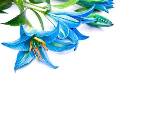 Blue  lilies on the white background isolated — Stock Photo, Image