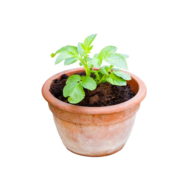 Batatas que crescem em vasos de plantas isolados — Fotografia de Stock