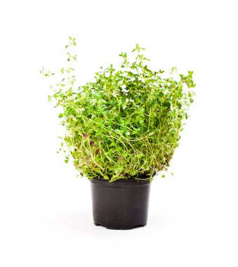 Beyaz arka plan üzerinde izole tencerede kekik otlar 