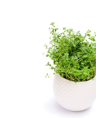 Beyaz arka plan üzerinde izole tencerede kekik otlar 