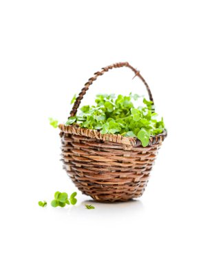 İzole küçük sepet içinde taze tere salatası 