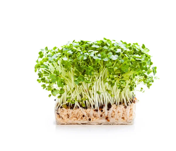 Cress  salad isolated — Stock Photo, Image