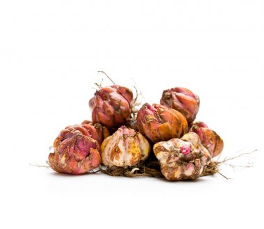 Lily ampulleri beyazda izole edilmiş. Ekmeye hazır.. 