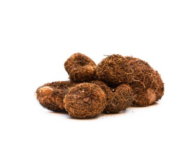 Begonya ampuller üzerinde beyaz izole. Bitki hazır. 