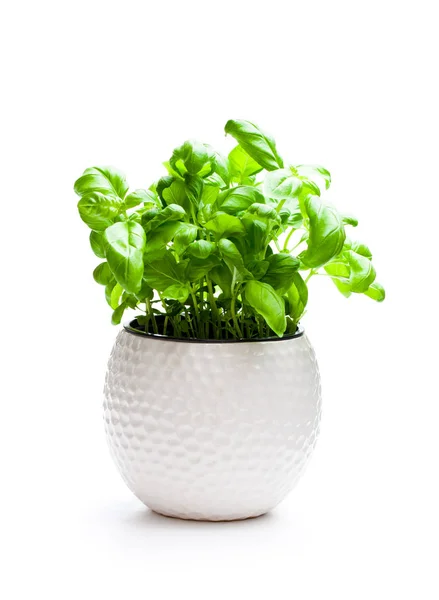 Ervas de manjericão em vaso isolado no fundo branco — Fotografia de Stock