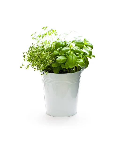 Casa plantas cultivadas em balde de metal isolado no fundo branco — Fotografia de Stock