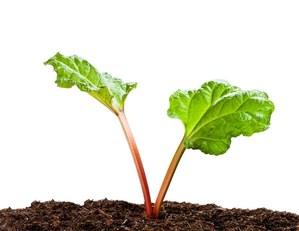 Planta de ruibarbo isolada sobre branco — Fotografia de Stock