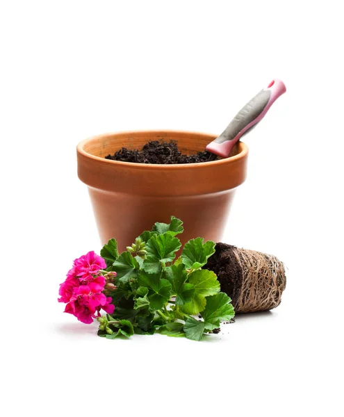 Цветок гераниума готов для посадки и цветочный горшок изолы — стоковое фото
