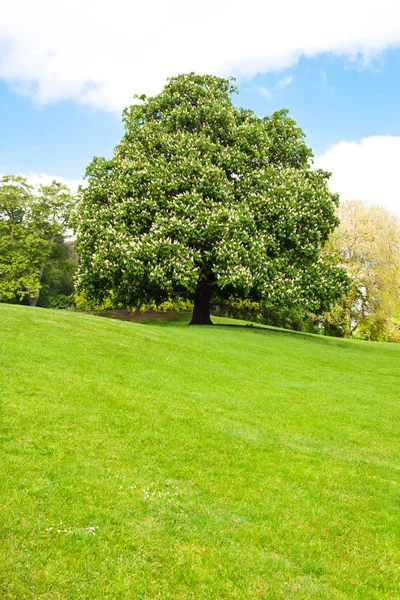 Blooming  chestnut tree at the top of the hill — Stock Photo, Image