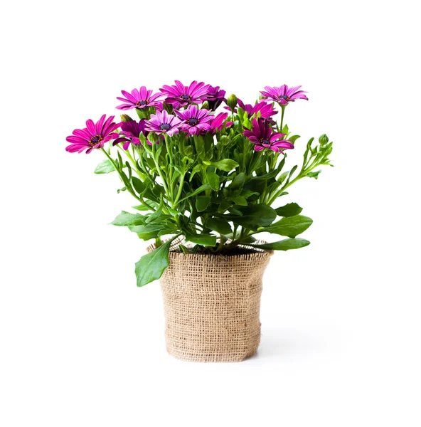 Beautiful  colorful daisy flowers in small pot decorated with sa — Stock Photo, Image