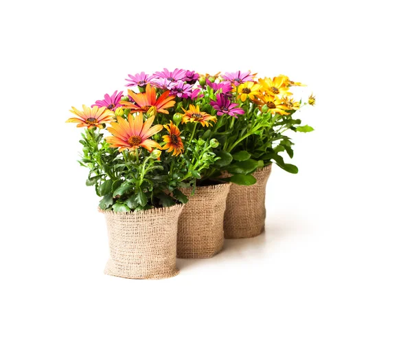 Flori frumoase colorate margarete în ghivece mici decorate cu s — Fotografie, imagine de stoc