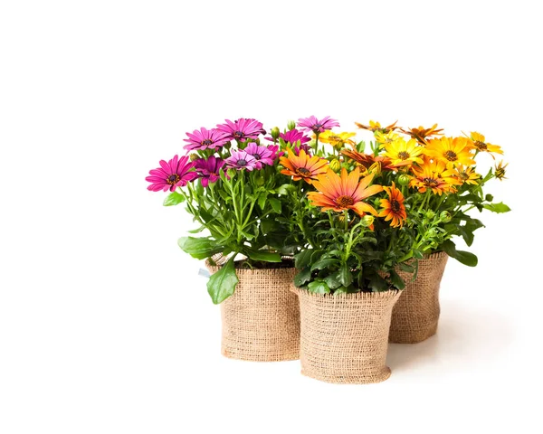 Belas flores margarida coloridas em pequenos vasos decorados com s — Fotografia de Stock