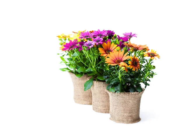 Красивые цветные цветы в маленьких горшках, украшенные — стоковое фото