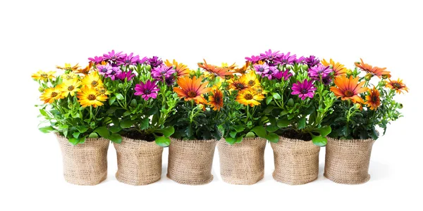 Belas flores margarida coloridas em pequenos vasos decorados com s — Fotografia de Stock