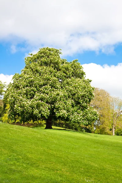Blooming  chestnut tree at the top of the hill Stock Image