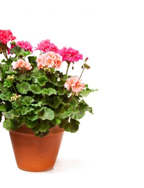 Renkli Sardunya beyaz izole seramik saksı içinde çiçek