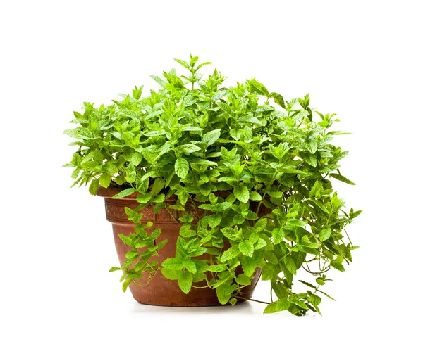 Plant van de Mint in klei pot geïsoleerd op wit — Stockfoto