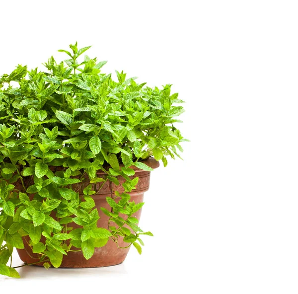 Planta de hortelã em vaso de barro isolado em branco — Fotografia de Stock