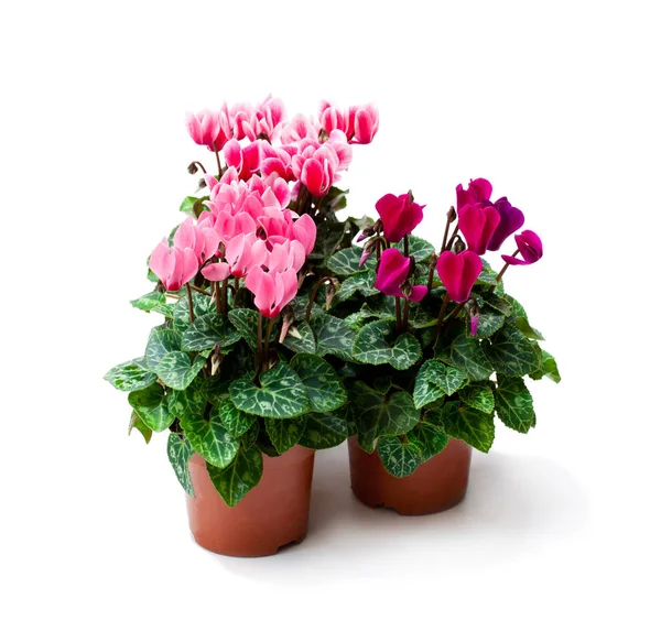 Cyclamen  flower in a flowerpot isolated on white — Stock Photo, Image
