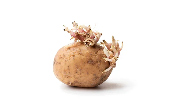 Old  potato with sprouts isolated on white — Stock Photo, Image