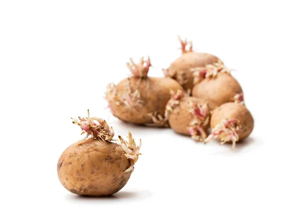 Old  potatoes with sprouts isolated on white — Stock Photo, Image