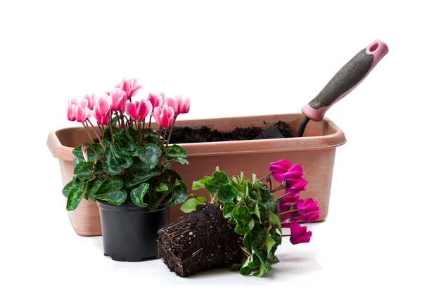 Coloridas flores de ciclamen listas para plantar aisladas en blanco —  Fotos de Stock