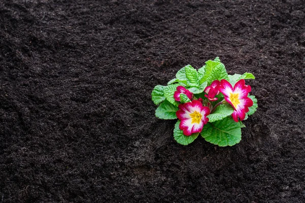 Colorful Primulas Flower Soil Ready Planting — Stock Photo, Image