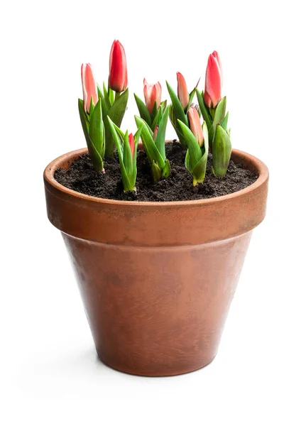 Homegrown Dwerg Roze Tulpen Bloempot Geïsoleerd Wit — Stockfoto