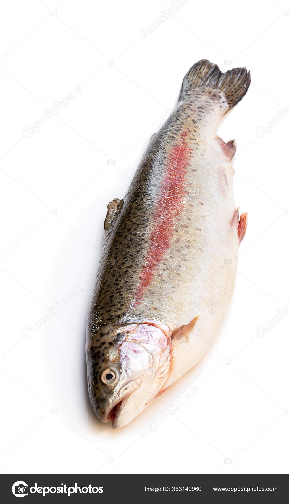 Peixe Truta Arco Íris Cru Fresco Isolado Branco — Foto © Lena_Zajchikova  #363149960, image size:977x1700