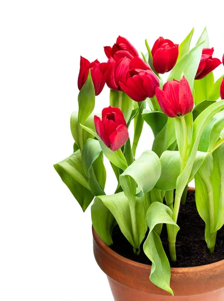 Homegrown Rode Tulpen Bloempot Geïsoleerd Wit — Stockfoto
