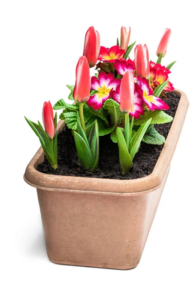 Dwarf Tulips Primrose Rectangular Pot Isolated White — Stock Photo, Image