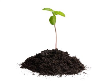 Yavru ayçiçeği bembeyaz toprakta filizlenir 