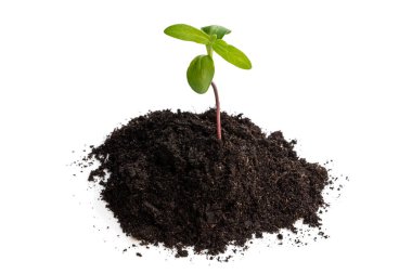 Yavru ayçiçeği bembeyaz toprakta filizlenir 