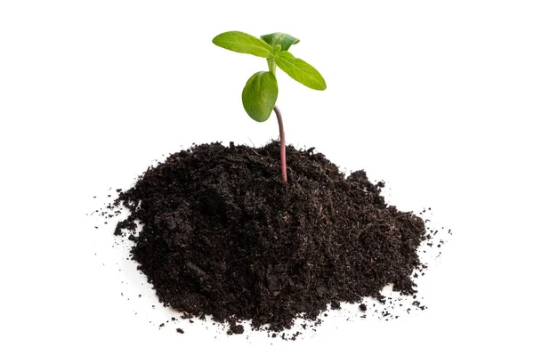 Baby Sunflower Sprout Soil Isolated White — Stock Photo, Image