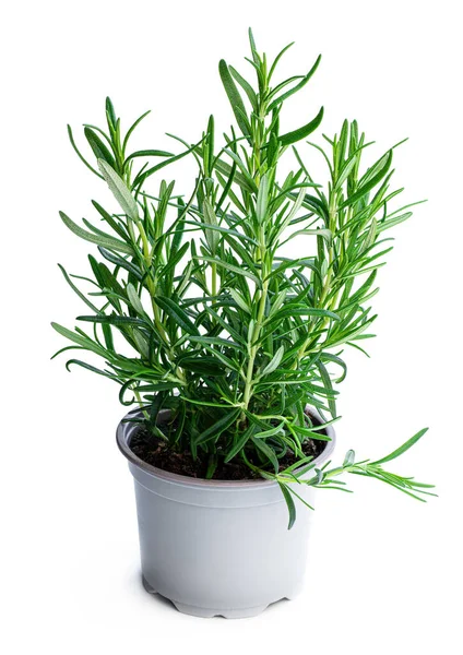 Rozemarijn Plant Grijze Pot Geïsoleerd Witte Achtergrond — Stockfoto