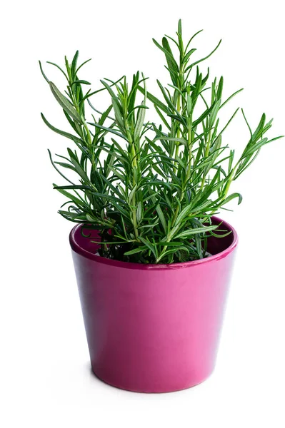 Rozemarijn Plant Paarse Pot Geïsoleerd Witte Achtergrond — Stockfoto