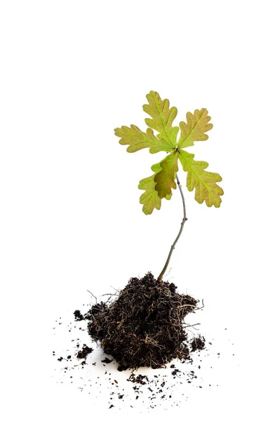Oak Tree Sprout Soil Isolated White Background — Stock Photo, Image