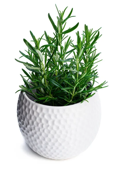 Rozemarijn Plant Witte Klei Pot Geïsoleerd Witte Achtergrond — Stockfoto