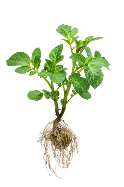 Arbusto Batata Com Tubérculo Raízes Isoladas Branco — Fotografia de Stock