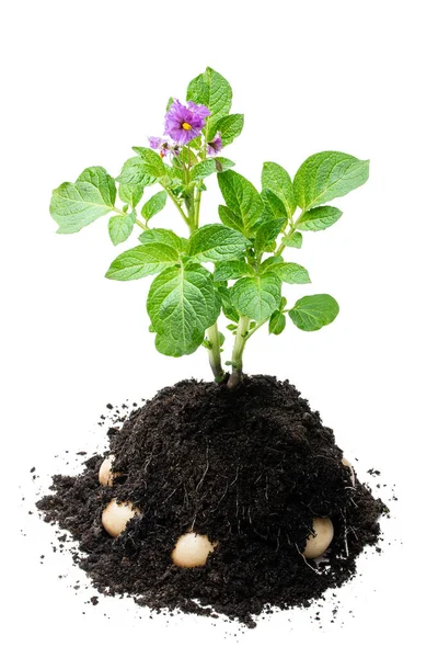 Potato Bush Flowers Soil Isolated White — Stock Photo, Image