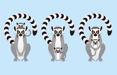 Halka Lemur hayvanını takip etti.