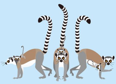 Halka Lemur hayvanını takip etti.