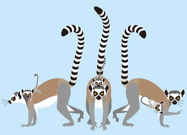 指輪の尾｜Lemur animal — ストックベクタ