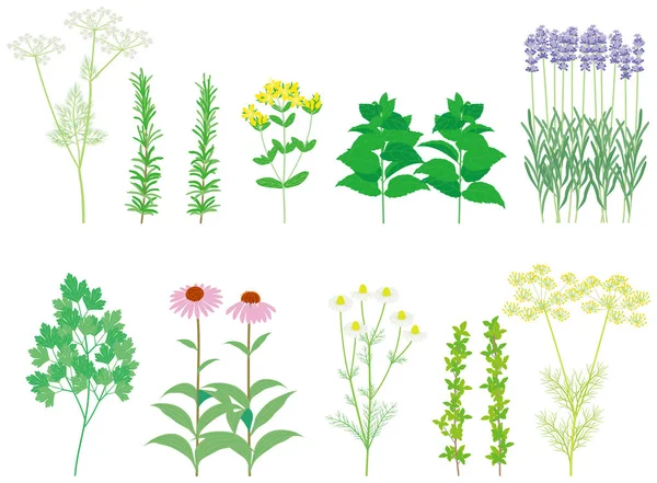 Herbs. Wild grass.Flower. — Stock Vector