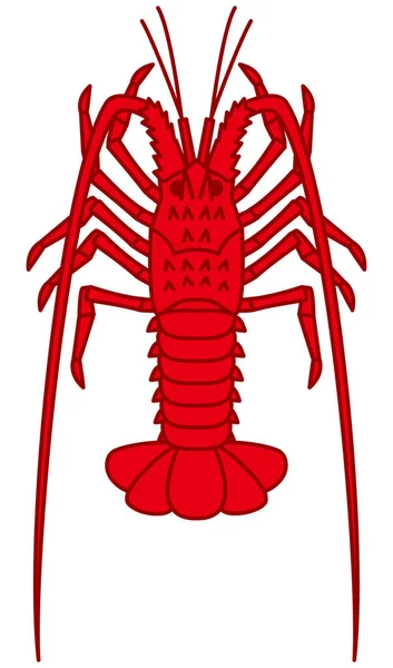Crustáceo de lagosta espinhosa japonês —  Vetores de Stock