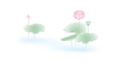 Lotus çiçeği suyu yaprak