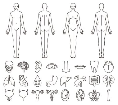 Internal organs of the human body and men and women clipart