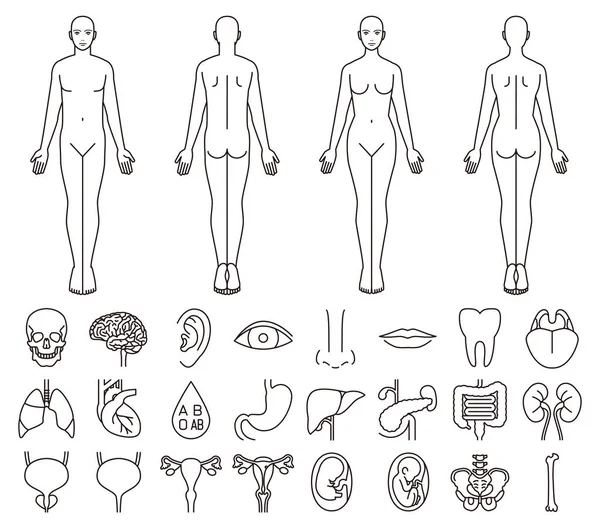 Órganos internos del cuerpo humano y hombres y mujeres — Archivo Imágenes Vectoriales