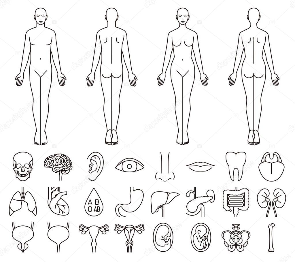 Internal organs of the human body and men and women