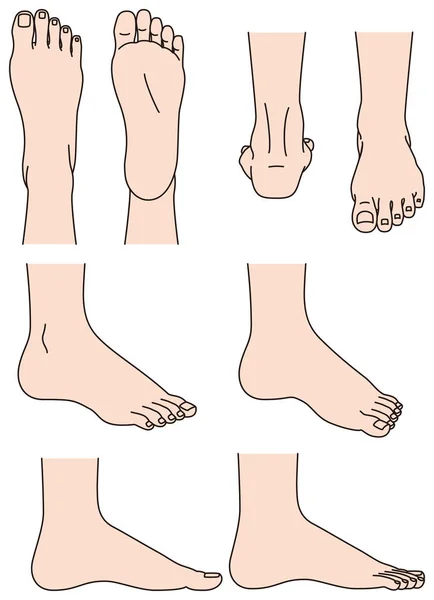 La forma del pie — Vector de stock